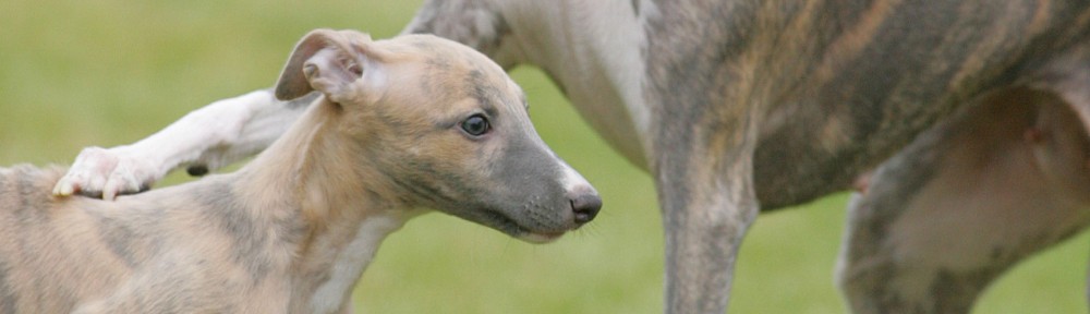 Showmaster's Whippets